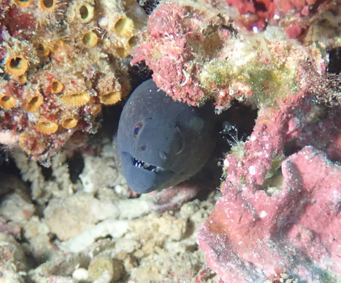 Philippines Coral Ecology and Marine Research trip May 2024